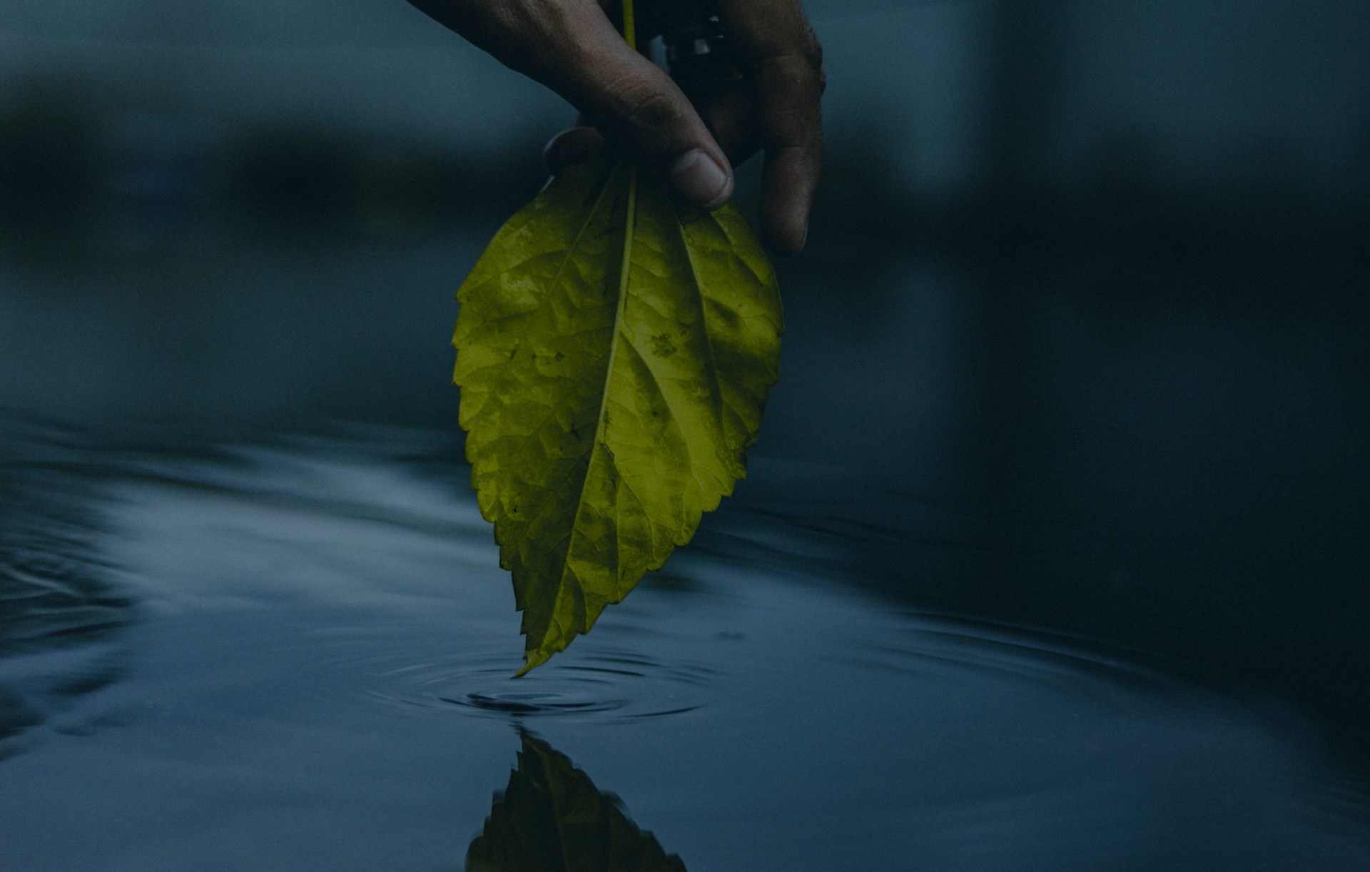 F O Sustainability Dark 02